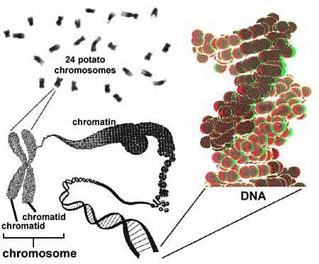 chromosomes and DNA