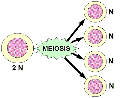 Meiosis Simplified